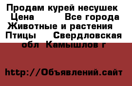 Продам курей несушек › Цена ­ 350 - Все города Животные и растения » Птицы   . Свердловская обл.,Камышлов г.